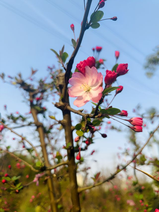 很受歡迎的小眾花園| 真如公園