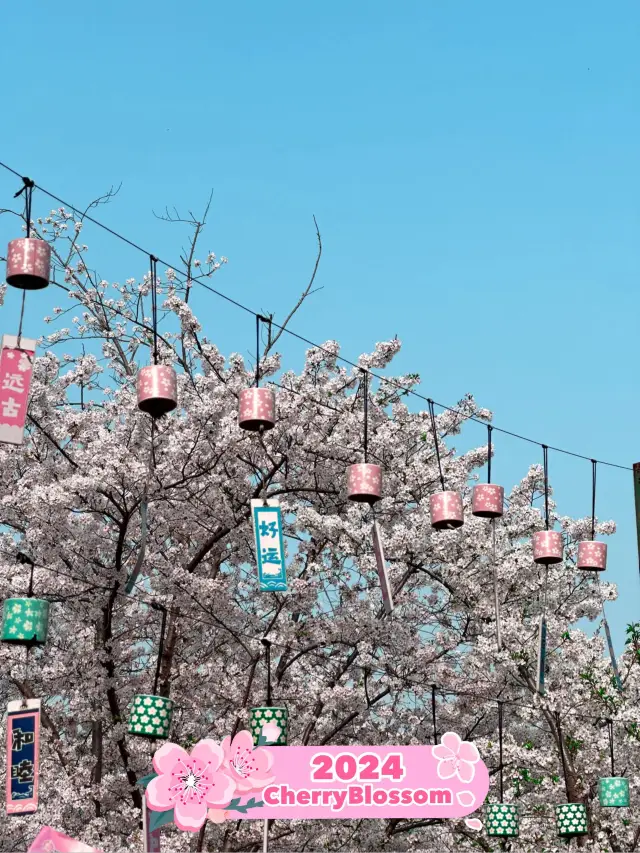 Sakura season arrived to Shanghai 🌸