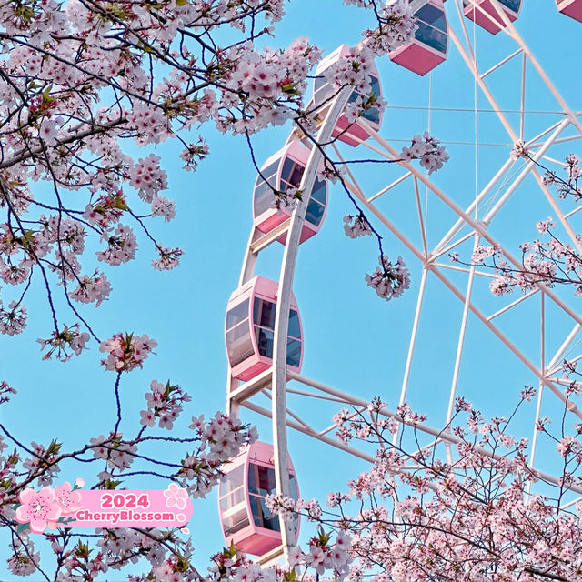 Gucun Park is covered in pink 🌸