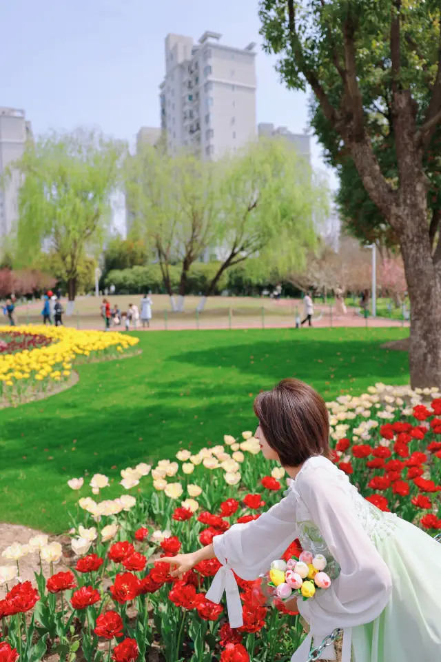 這裡的鬱金香開了，周末來大寧公園賞花吧