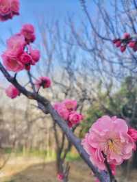 四處觀賞梅園，玉梅、紅梅、杏花齊放