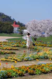 這個週末,包下一整片染井吉野櫻花林的快樂