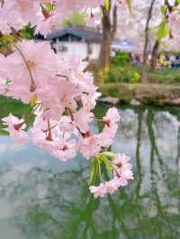 櫻花盛開在湖水畔,春天玩點花的