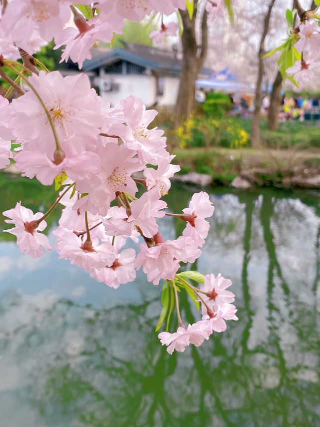 櫻花盛開在湖水畔,春天玩點花的 櫻花盛開在湖水畔,春天玩點花的