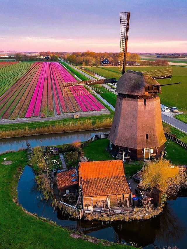 🌷✨ Enchanted Netherlands: Tulips & Fairy