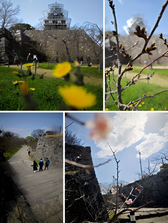 福岡城的天守閣指日可待