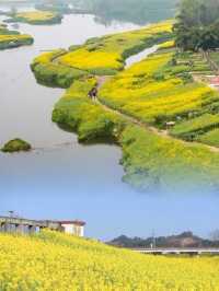 成都“小江南” | 邛崃兩河村千畝油菜花田