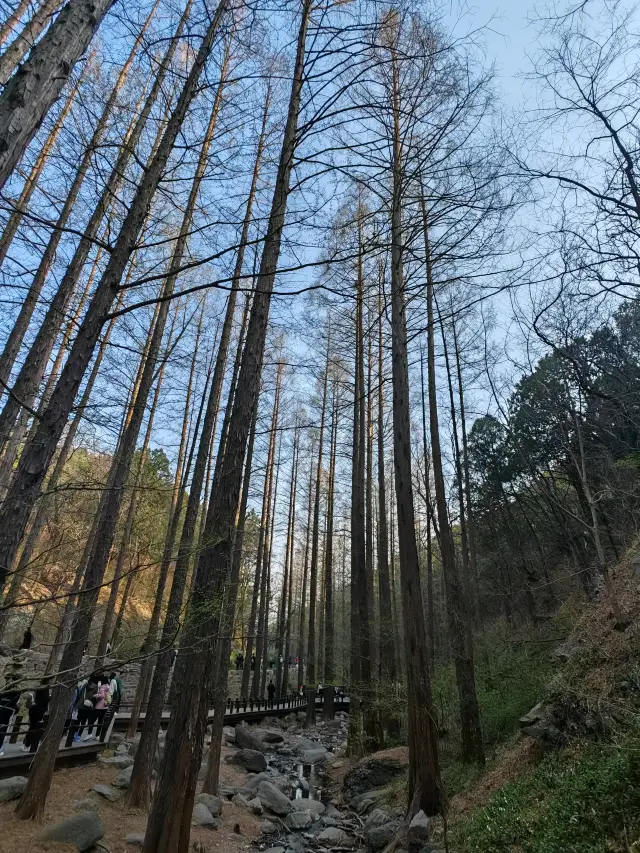 식물원 청명절 실시간 방송