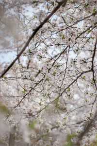 沉浸式櫻花下午茶｜顧村公園無人櫻花大片攻略