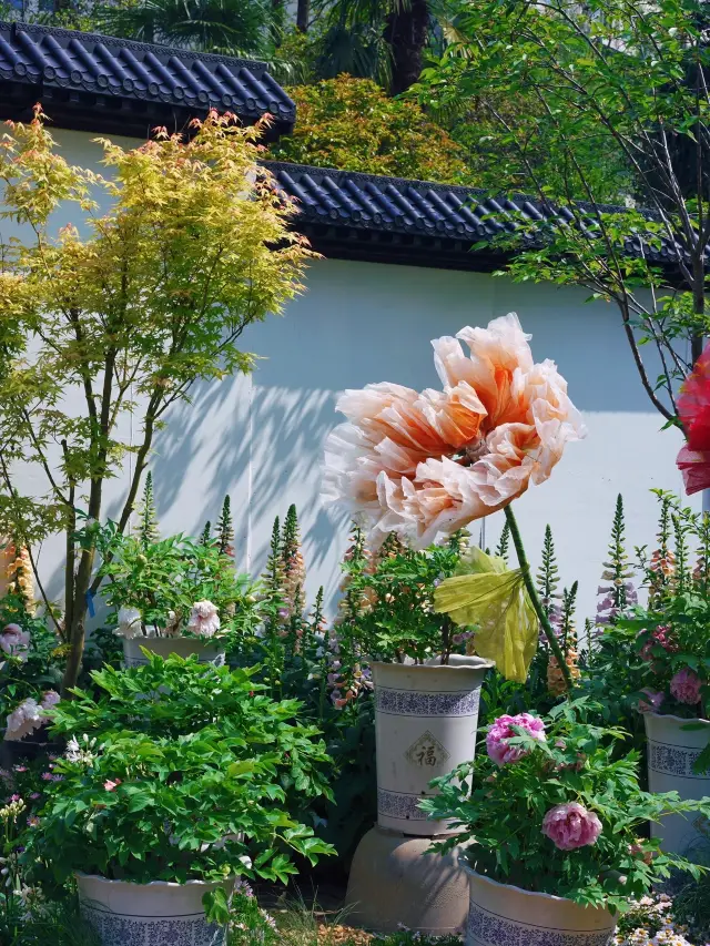 เซี่ยงไฮ้ชมดอกไม้ | นิทรรศการดอกโบตั๋นที่สวน Changfeng ชวนคุณมาดูกันเถอะ มาดูสถานการณ์จริงกันเลย