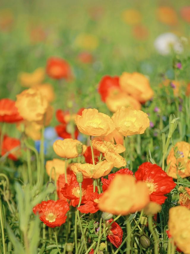 上海寶藏公園喜林草花海木繡球盛花期