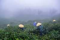 花筑奢·杭州｜來安頂山，邂逅品茶賞景的隱秘之地