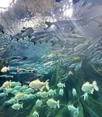 去哈爾濱不要錯過，波塞冬海底世界