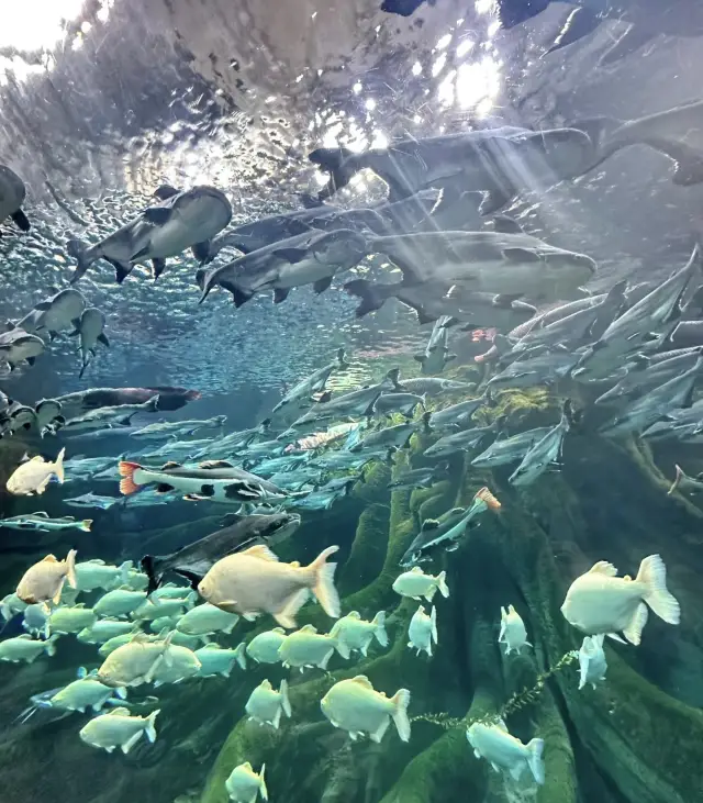 去哈爾濱不要錯過,波塞冬海底世界