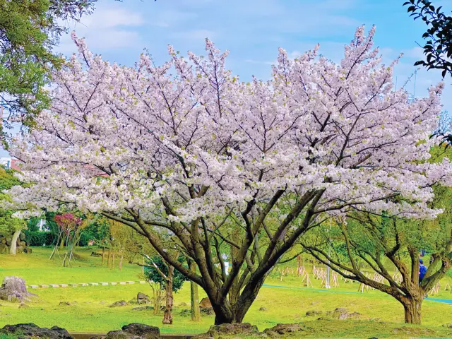 Jeju Island in April collides with a shower of cherry blossoms
