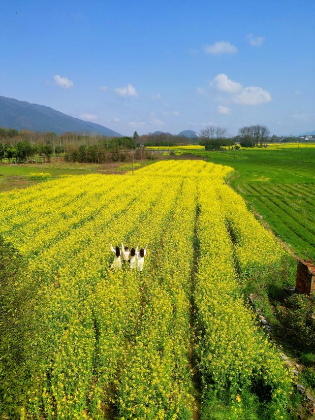 桂林·龍井村風景區丨春天來全州龍井賞油菜花海