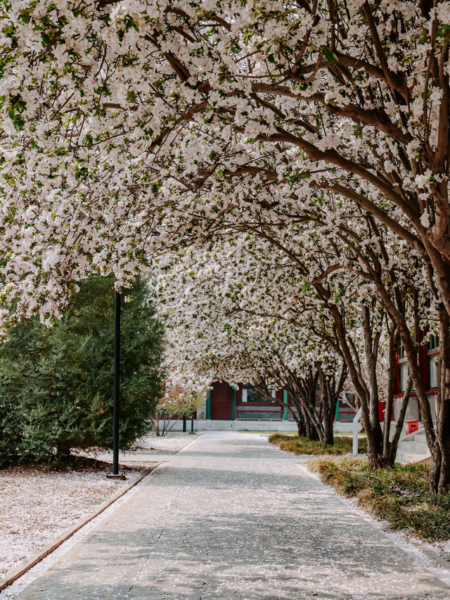 Spring’s beauty 🌸