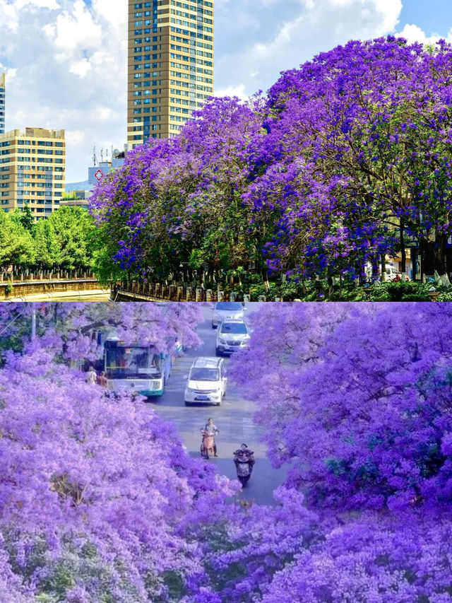 還要去澳洲？夢幻而浪漫的藍花楹國內就有！