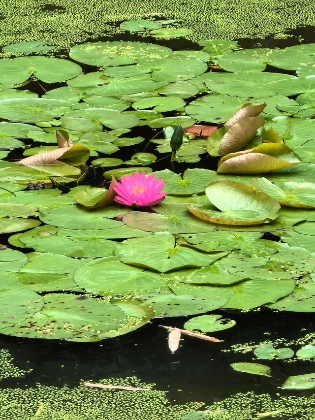 福州茶亭公園之小荷才露尖尖角