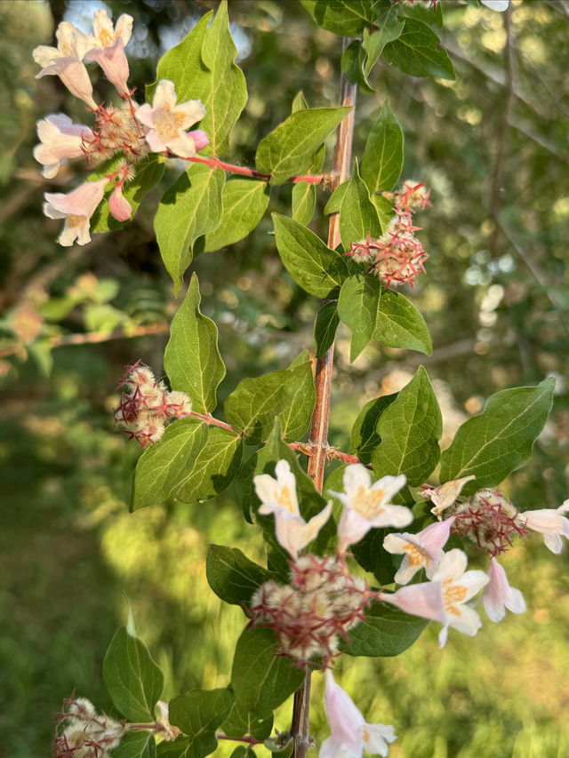 泉城公園識植物