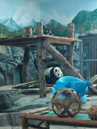 帶娃來武漢動物園熊貓啦