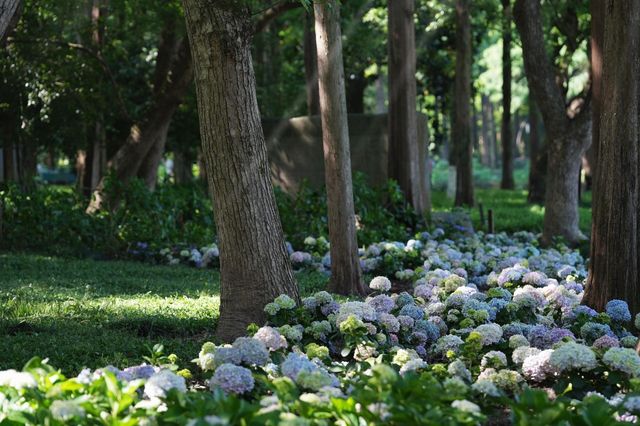 西湖邊的法式繡球小花園