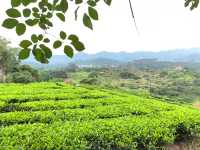 美麗的霞葛司下茶山夜市