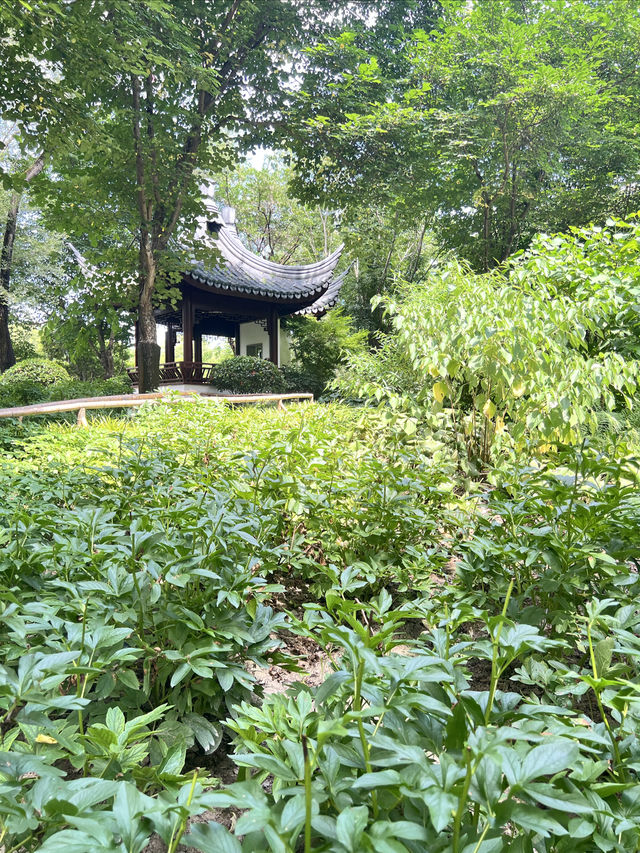 上海植物園：綠意盎然的自然寶藏