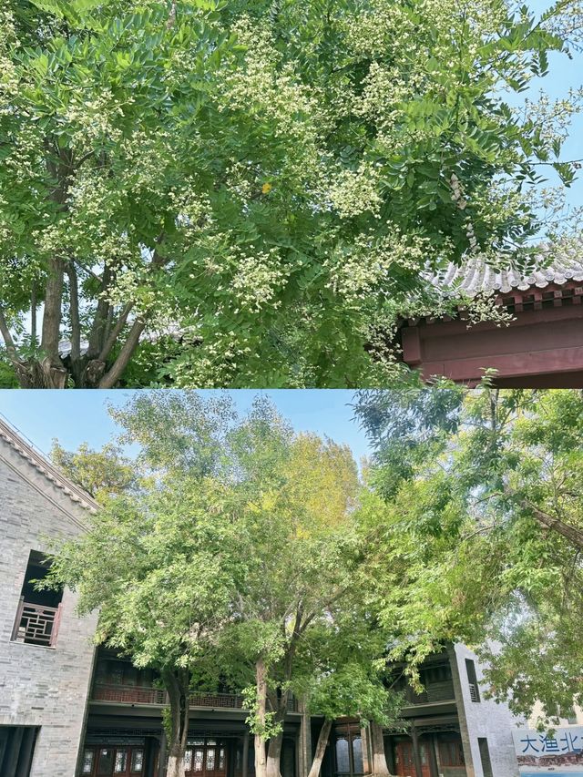 北塘古鎮|一個小魚鎮半部晚清史