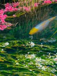豐澤植物園，解鎖自然與文藝的完美邂逅