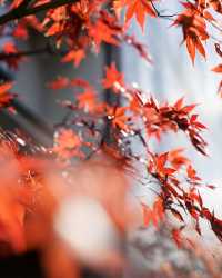 2024年日本【紅葉季攻略】