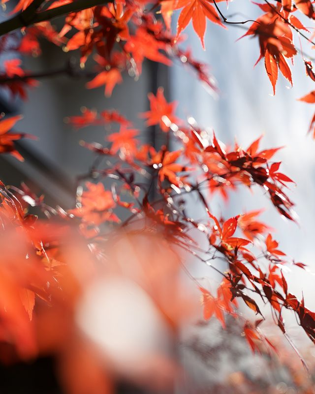 2024年日本【紅葉季攻略】