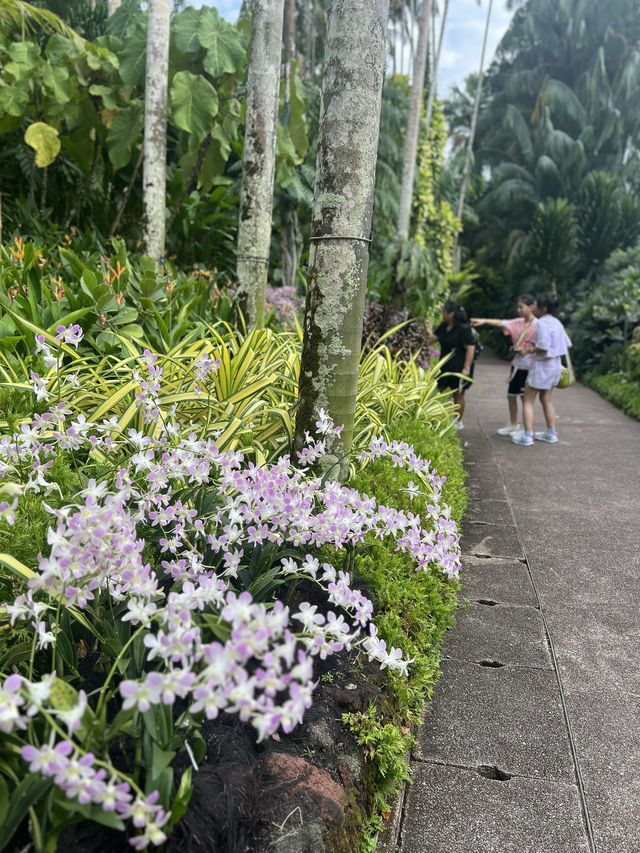 新加坡遊玩攻略——DAY 4 植物園、國立大學