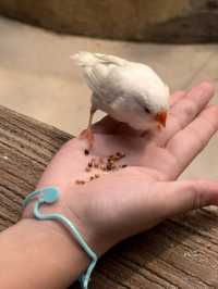 一次撸盡卡皮巴拉玄鳳鸚鵡矮腳羊柯爾鴨!