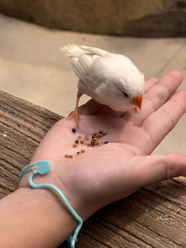 一次撸盡卡皮巴拉玄鳳鸚鵡矮腳羊柯爾鴨! 一次撸盡卡皮巴拉玄鳳鸚鵡矮腳羊柯爾鴨!