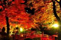 日本新潟彌彦公園：秋日紅葉的夢幻詩篇||日本新潟的彌彦公園，以其秋季的紅葉谷而聞名，當秋風輕拂過。