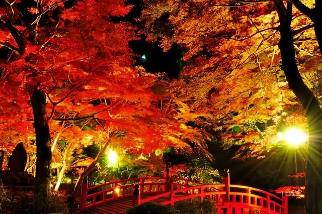日本新潟彌彦公園：秋日紅葉的夢幻詩篇||日本新潟的彌彦公園，以其秋季的紅葉谷而聞名，當秋風輕拂過。