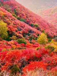 霜染紅葉，潑染山紅，景色瑰麗如畫。