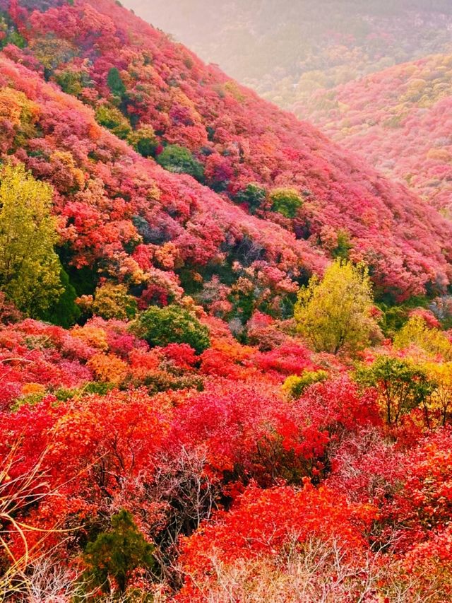 霜染紅葉，潑染山紅，景色瑰麗如畫。