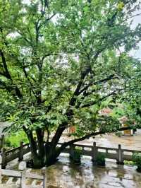 杭州|文殊寺|禪意盎然的靜謐之地。