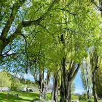 The Wanaka tree such a big and high rise trees 