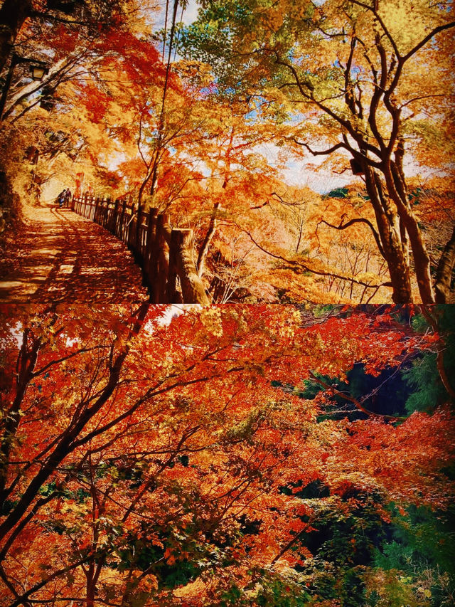 東京賞楓圖鑑：御岳山。