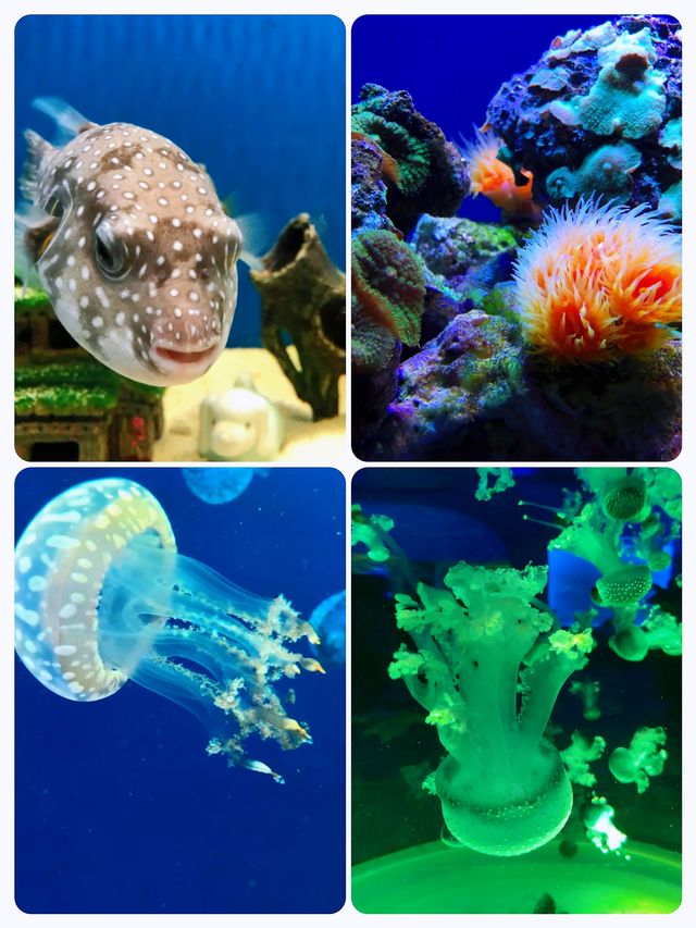 澳洲陽光海岸水族館‖一個專為孩子們打造的海洋奇遇地。
