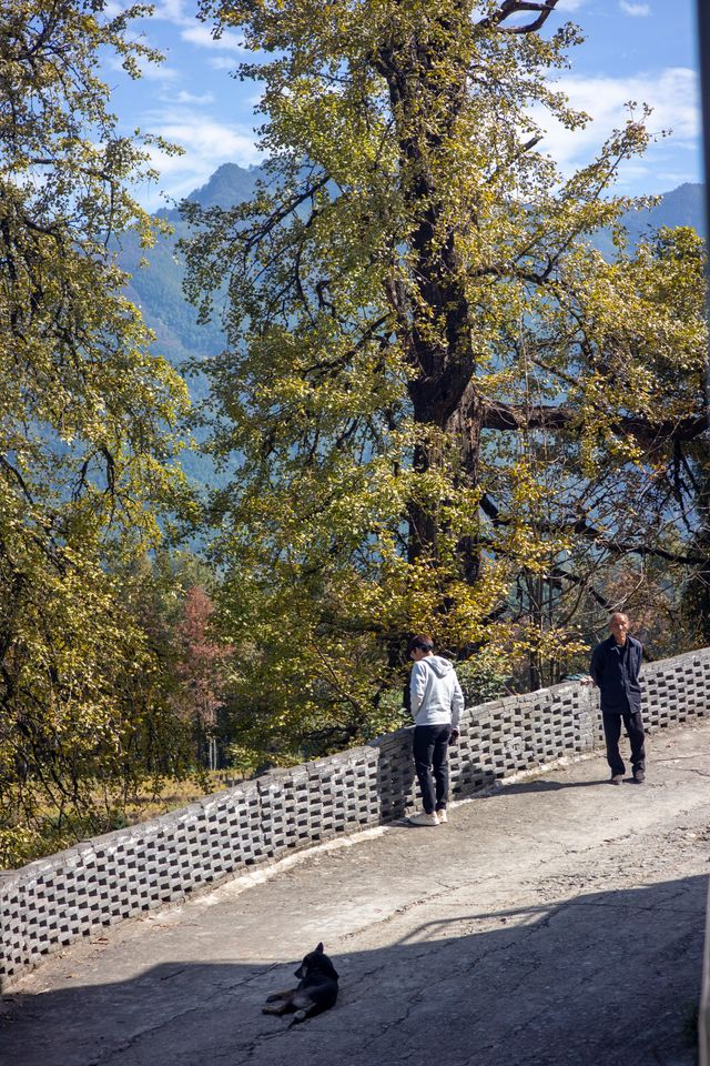 我在武功山下發現了一座百年古樹村。