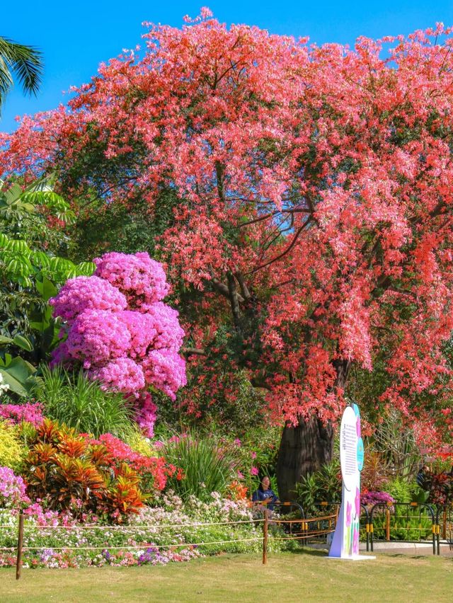 深圳蓮花山｜深圳賞花天花板。。