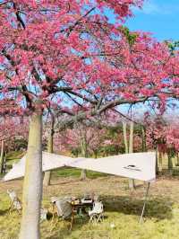 廣州風雲嶺 | 冬日漫遊記。