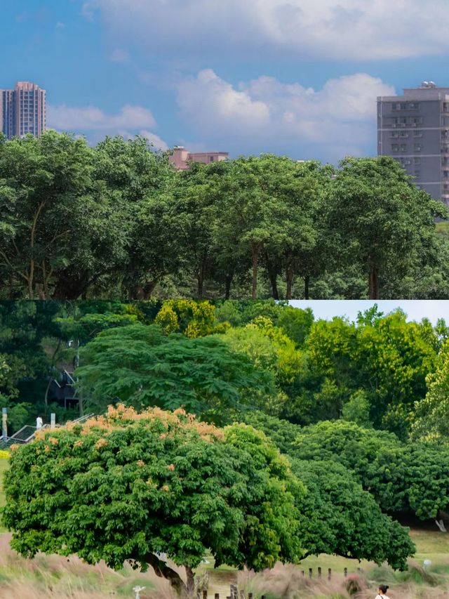 周末去哪玩|打卡深圳最美粉黛花海。