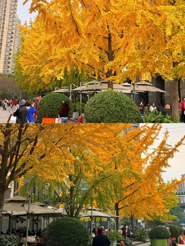 上海|黃金城道已經美得不像樣了~ 上海|黃金城道已經美得不像樣了~