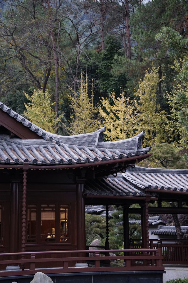 雲門寺的葉子終於紅了！