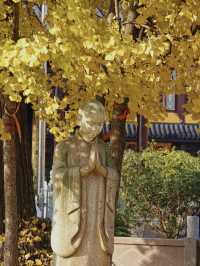 上海青浦｜誰還沒看過銀杏季的報國寺